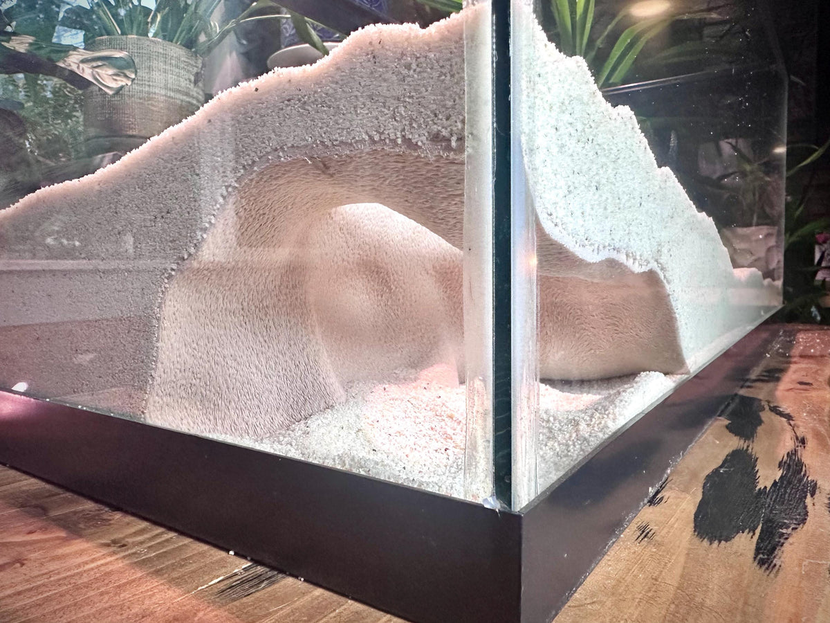 Shellform Corner Cave Hideout  – Decorative Shelter for Fish & Reptiles