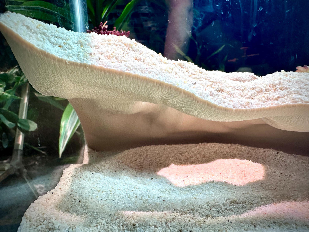 Overhang Hideout – Aquarium & Terrarium Decor