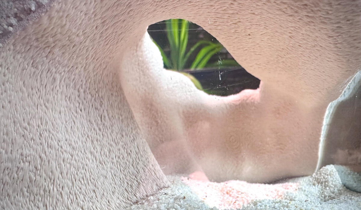 Shellform Corner Cave Hideout  – Decorative Shelter for Fish & Reptiles