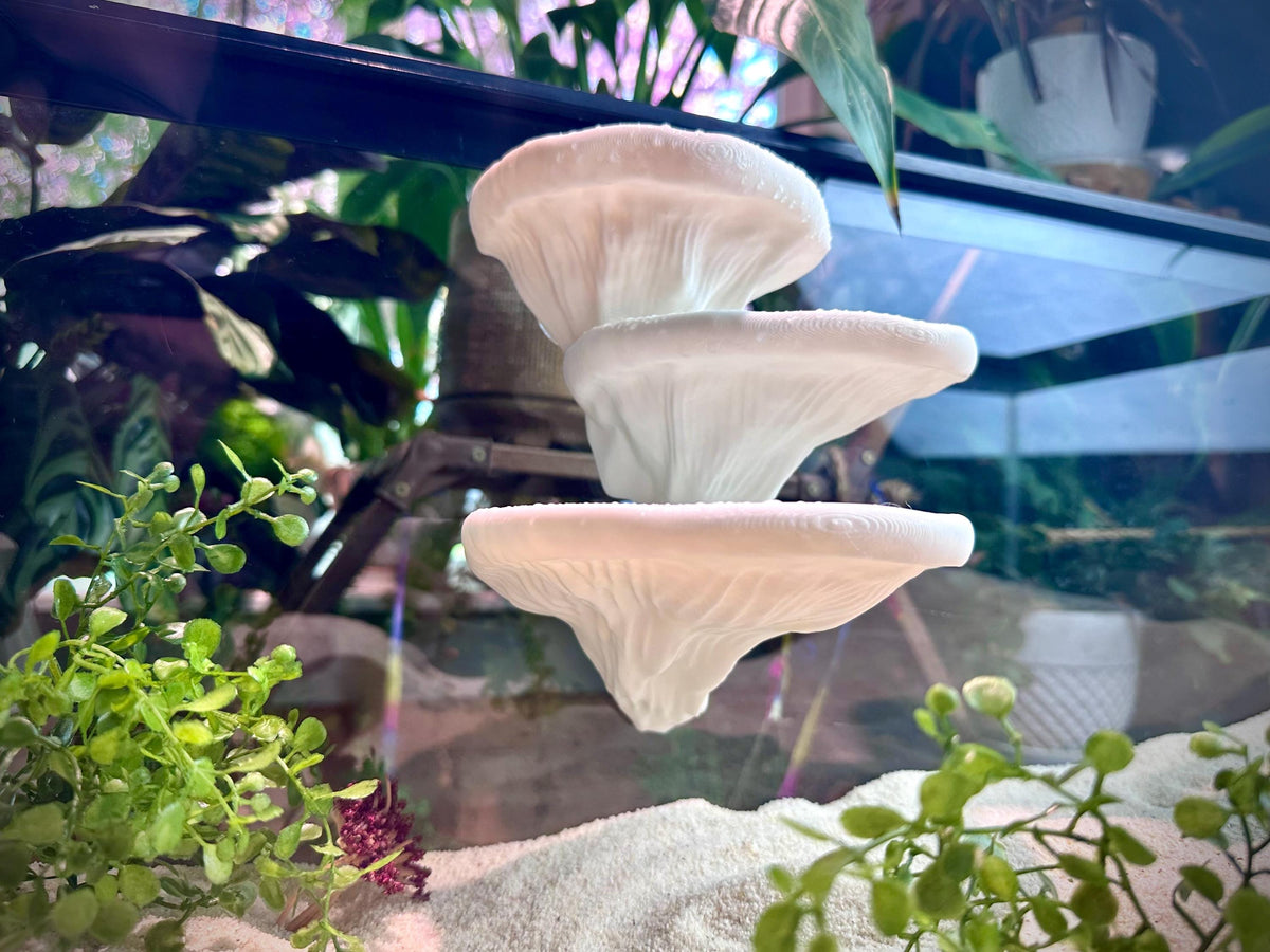 Mushroom Ledge – Terrarium Climbing & Resting Shelf