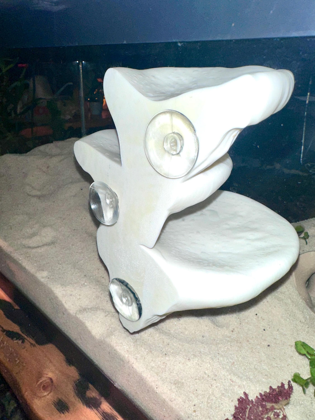 Mushroom Ledge – Terrarium Climbing & Resting Shelf