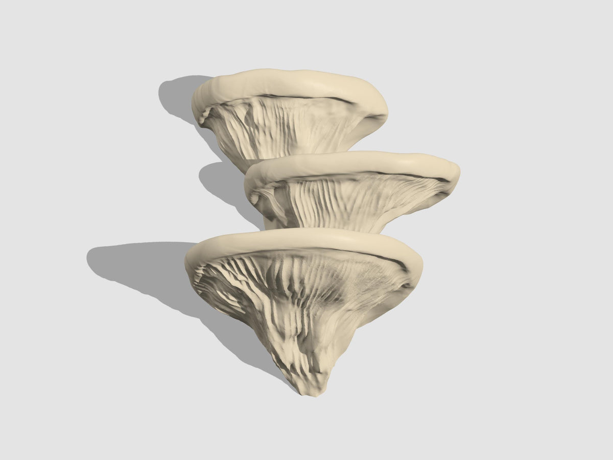Mushroom Ledge – Terrarium Climbing & Resting Shelf