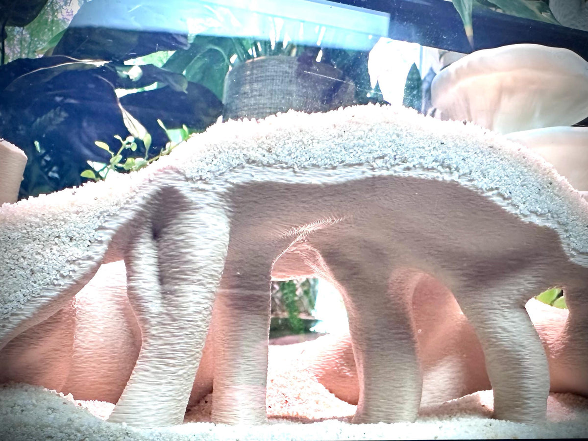 Mangrove Root Hideout – Aquarium & Terrarium Decor
