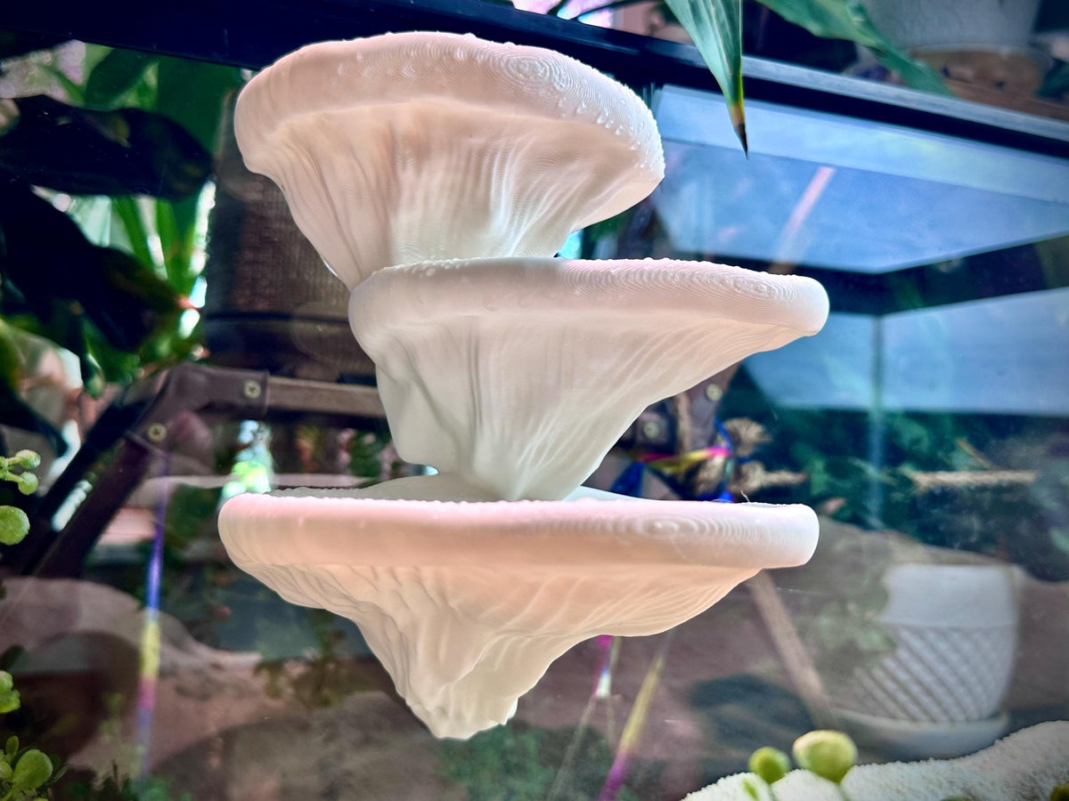 Mushroom Ledge – Terrarium Climbing & Resting Shelf