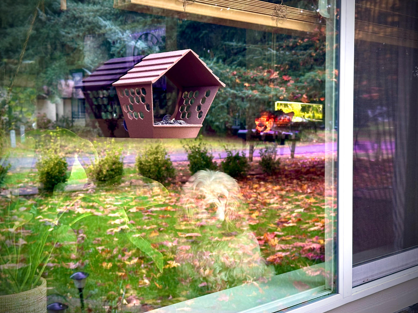 Window Bird Feeder – Bird View | Suction Cup Mount