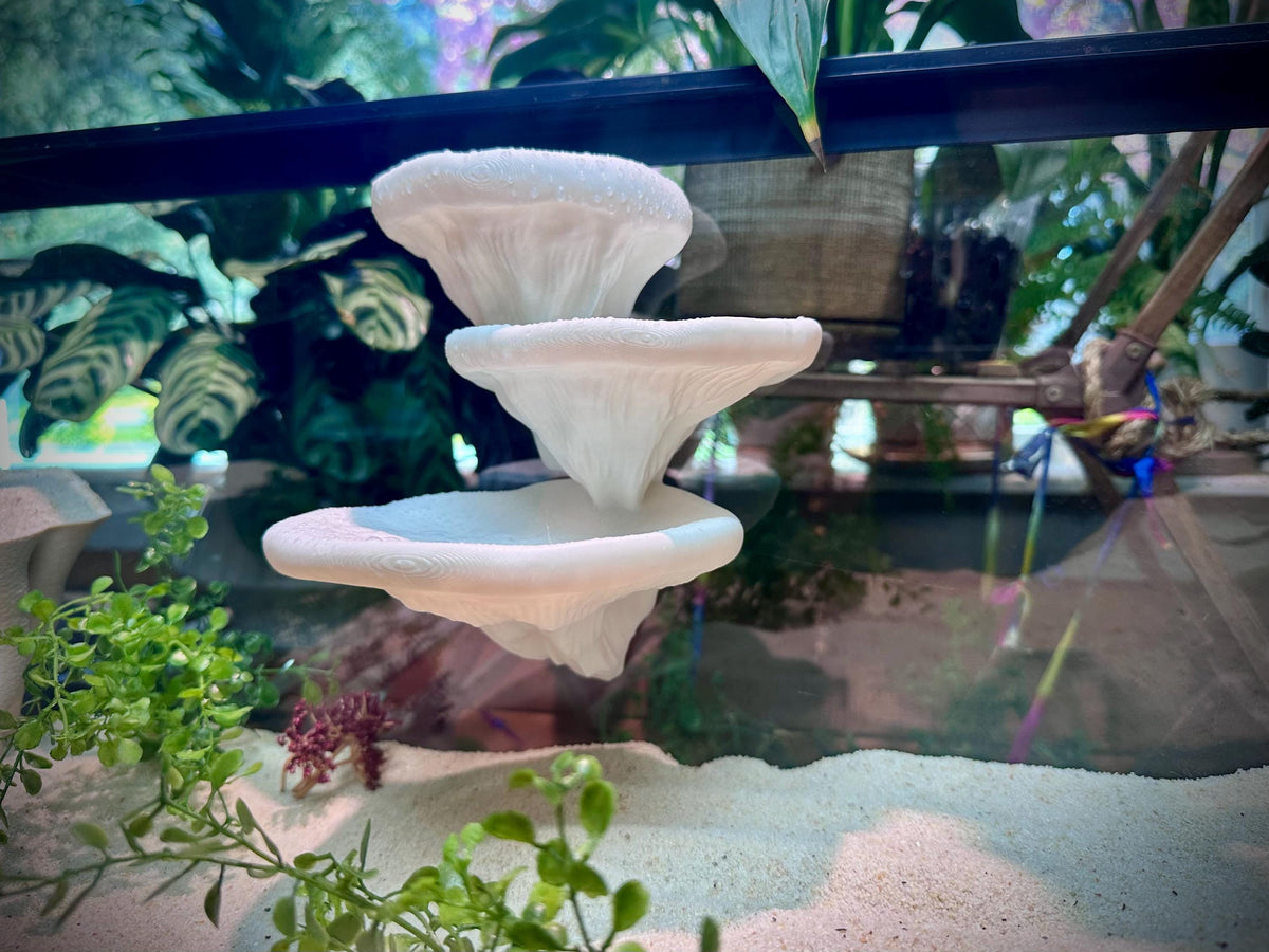 Mushroom Ledge – Terrarium Climbing & Resting Shelf
