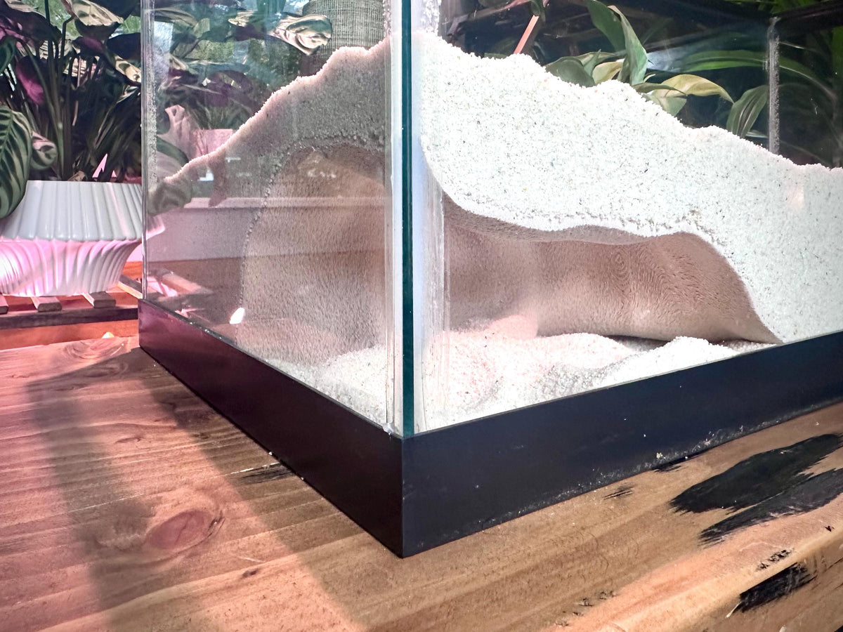 Shellform Corner Cave Hideout  – Decorative Shelter for Fish & Reptiles