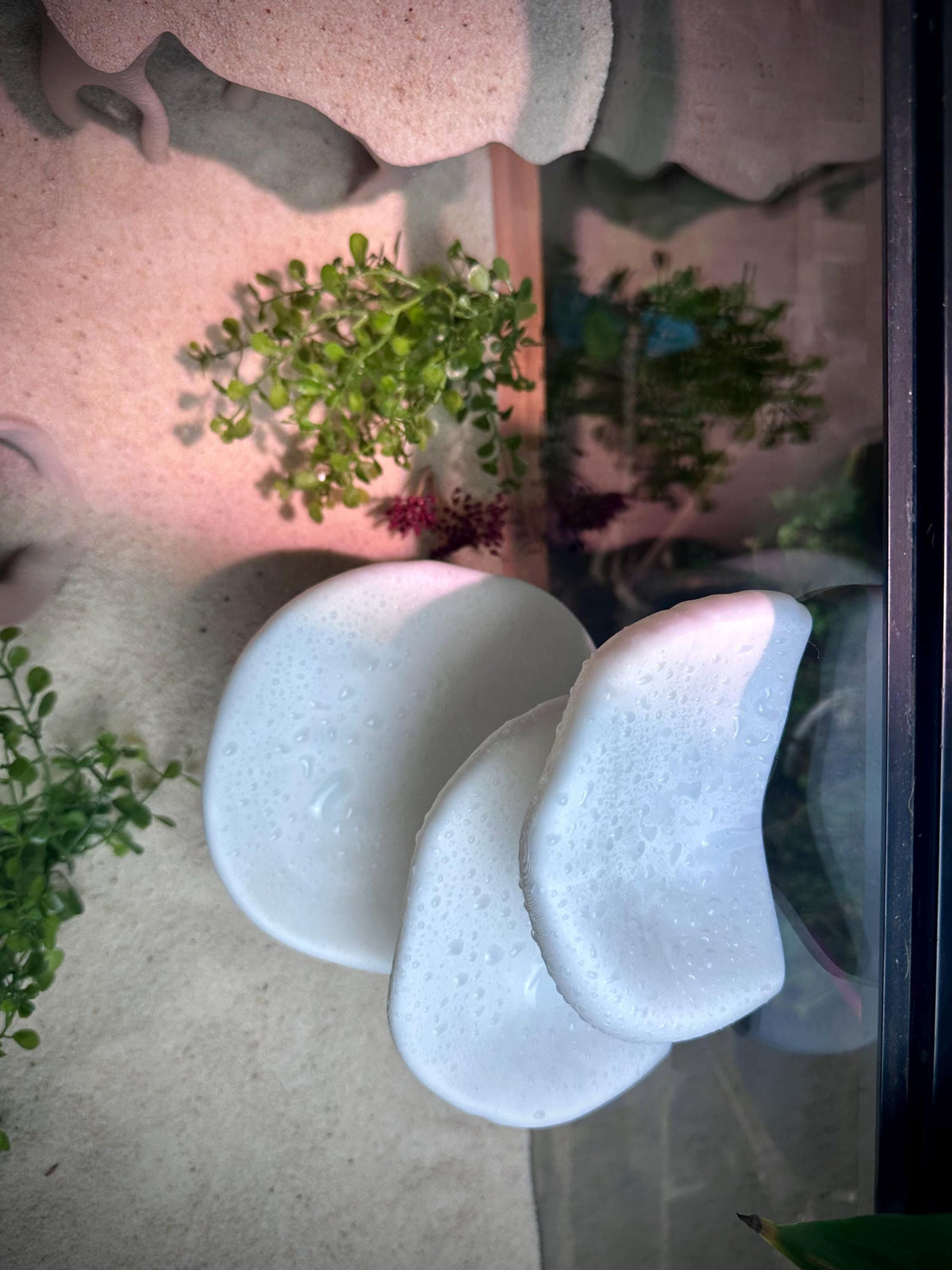 Mushroom Ledge – Terrarium Climbing & Resting Shelf