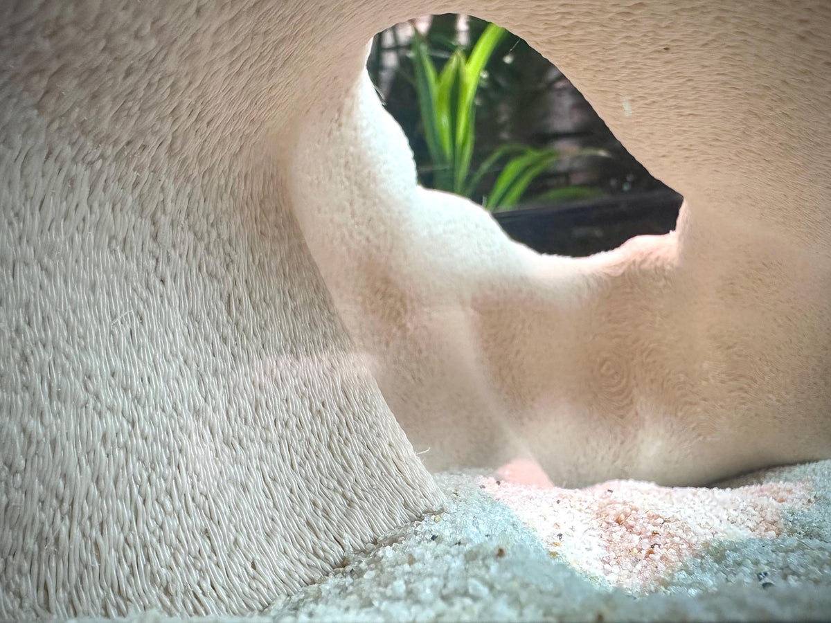Shellform Corner Cave Hideout  – Decorative Shelter for Fish & Reptiles